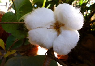 全球 棉花 产量