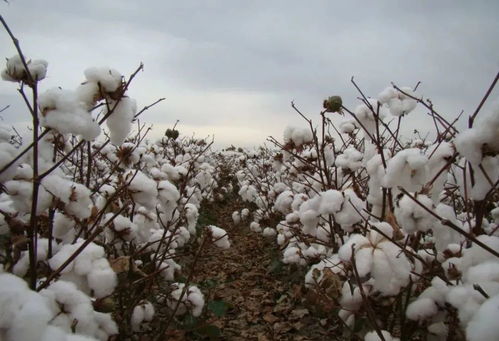 新疆十大高产棉花种子