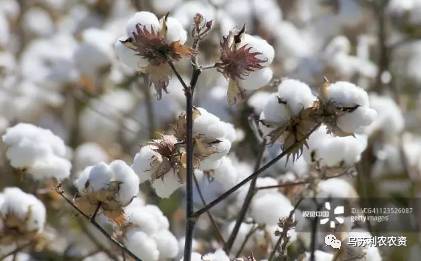 种植棉花对土地的有利影响