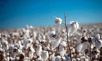 全球棉花出口大国