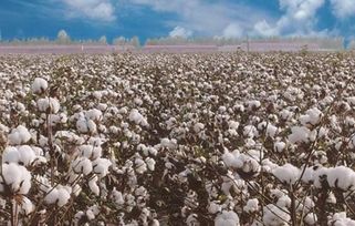 美国棉花第一大出口地