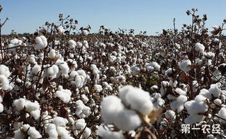 棉花种植对环境的不利影响