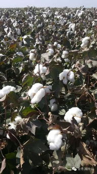 影响棉花产量的因素