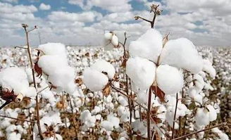 国际棉花现货价格