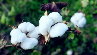新疆棉花目标市场分析