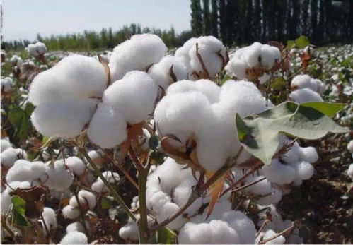非洲产棉花
