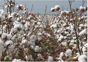 非洲棉花加工厂