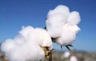 棉花对土壤的改造