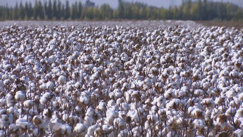 高产棉花品种有什么品种好