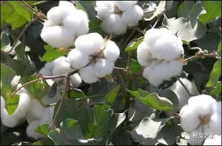 棉花用肥方案