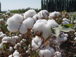 棉花收获期的灾害天气