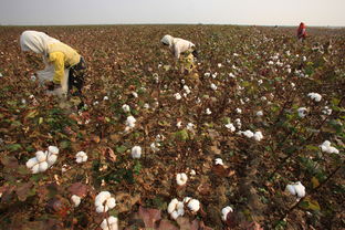 棉农的传统种植文化包括