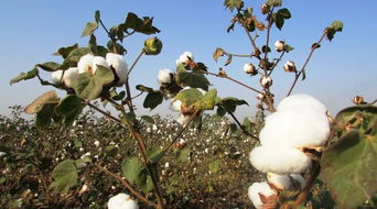 如何提高棉花产量