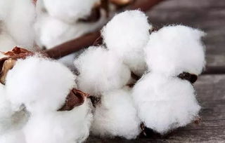 影响棉花产量的主要自然因