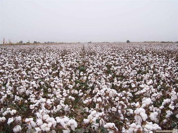 新疆棉花事件批驳