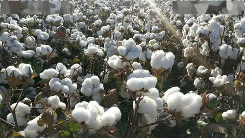 气候变化对高产棉花品种的影响