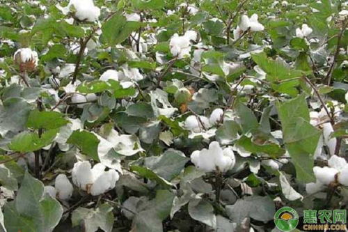 棉花高产栽培的经济效益分