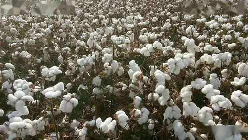 不同棉花品种的耗水量比较