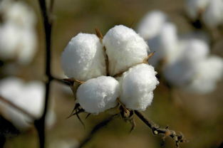 棉花高产栽培的光合效率研