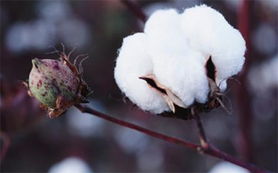 不同棉花品种的纤维质量分析