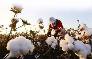 棉花品种的机械采摘适应性
