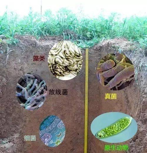 土壤微生物多样性与棉花健