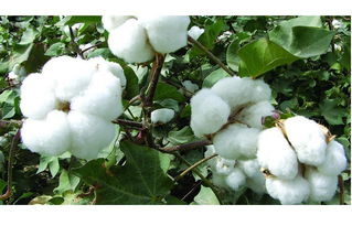 植物营养与棉花抗性的关系