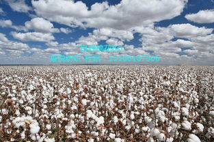 棉花生产技术创新与应用