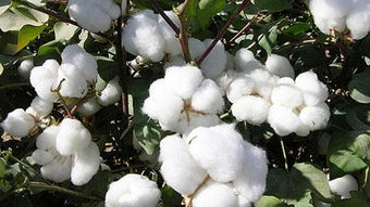 高产棉花品种的非洲市场前
