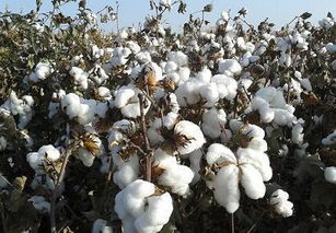 高产棉花品种的耗肥水平研