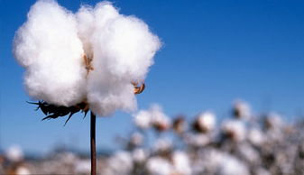 全球棉花生产